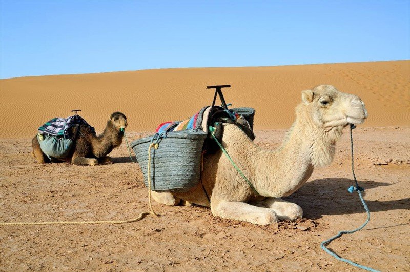 Camel Ride at Sunset in Merzouga