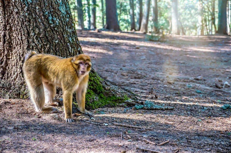 Day Trip from Fes to Ifrane & the Cedar Forest